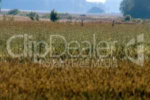 Bird crane in cereal field