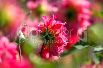 Pink dahlias in green garden.