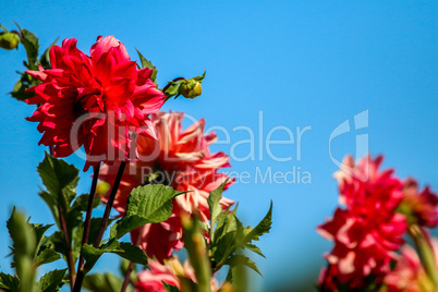 Red dahlia on blue background.