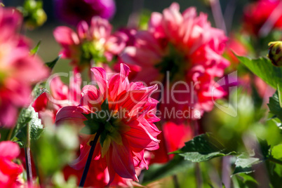 Pink dahlias in green garden.