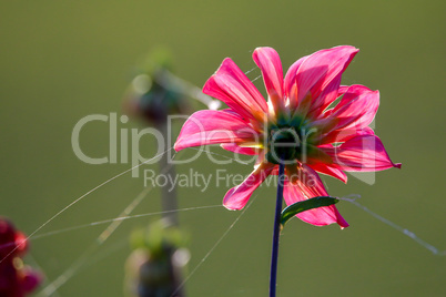 Pink dahlia with spider web