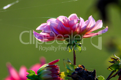 Pink dahlia with spider web