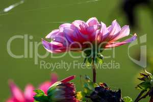 Pink dahlia with spider web