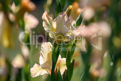 Background of gentle pink gladiolus in garden.