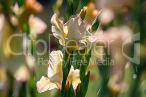 Background of gentle pink gladiolus in garden.