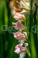 Background of gentle pink gladiolus in garden.
