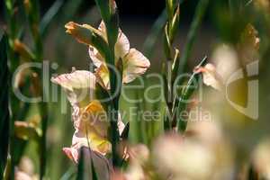 Background of gentle pink gladiolus in garden.