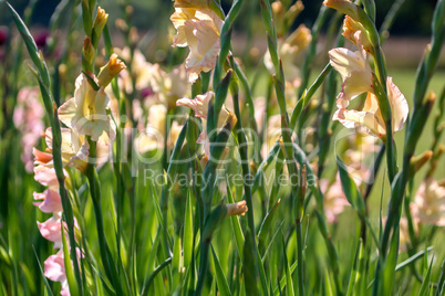 Gentle pink gladiolus in green garden.