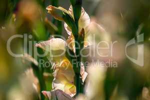 Background of gentle pink gladiolus in garden.