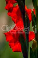 Background of red gladiolus in garden.