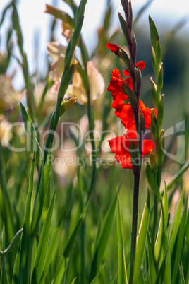 Background of red and gentle pink gladiolus in garden.