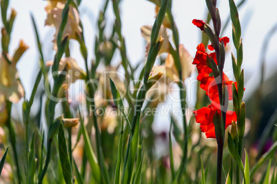 Background of red and gentle pink gladiolus in garden.