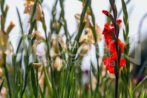 Background of red and gentle pink gladiolus in garden.