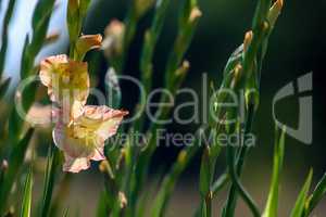 Background of gentle pink gladiolus in garden.