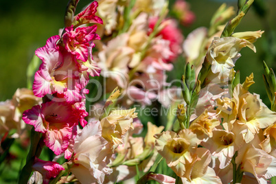 Background of colorful gladiolus in garden.