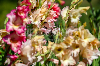 Background of colorful gladiolus in garden.