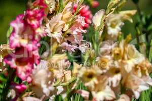 Background of colorful gladiolus in garden.