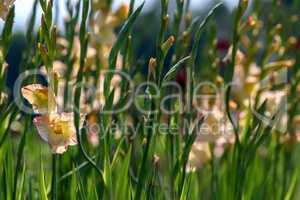 Background of gentle pink gladiolus in garden.