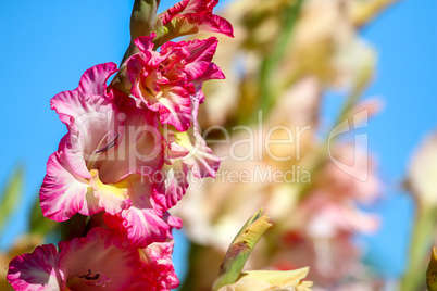 Pink gladiolus on background of blue sky.