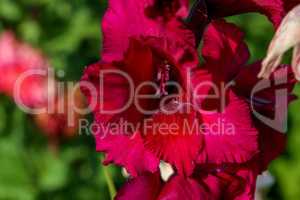Background of dark red gladiolus in garden.