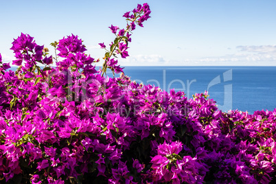 violette Bougainvillea mit Meer, purple Bougainvillea and ocean