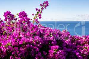 violette Bougainvillea mit Meer, purple Bougainvillea and ocean