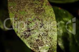 sooty mold fungi on orange leaf