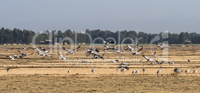A flock of ethiopian cranes in flight. Seen in Bahir Dar, Ethiopia