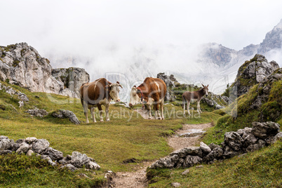 Cows in the Italian Dolomites seen on the hiking trail Col Raiser, Italy