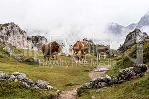 Cows in the Italian Dolomites seen on the hiking trail Col Raiser, Italy