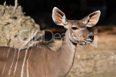 Greater kudu, Tragelaphus strepsiceros is a woodland antelope