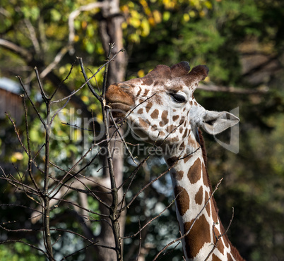 The giraffe, Giraffa camelopardalis is an African mammal