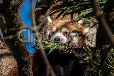 The red panda, Ailurus fulgens, also called the lesser panda.