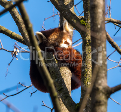 The red panda, Ailurus fulgens, also called the lesser panda.