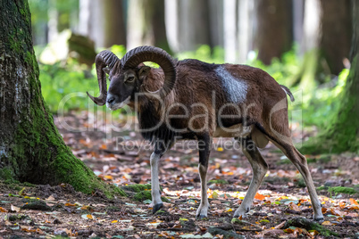 European mouflon, Ovis orientalis musimon. Wildlife animal.