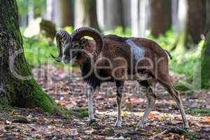 European mouflon, Ovis orientalis musimon. Wildlife animal.