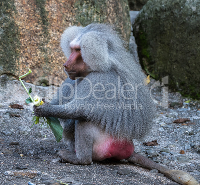 The hamadryas baboon, Papio hamadryas is a species of baboon