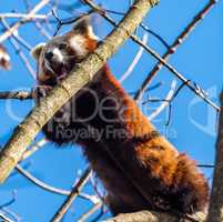 The red panda, Ailurus fulgens, also called the lesser panda.