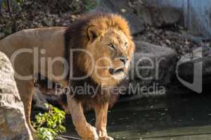 The lion, Panthera leo is one of the four big cats in the genus Panthera