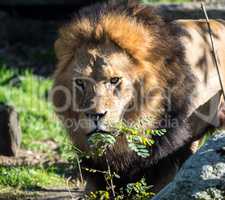 The lion, Panthera leo is one of the four big cats in the genus Panthera