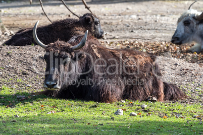 The domestic Yak, Bos mutus grunniens in the zoo