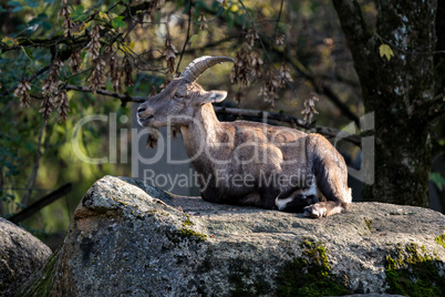 Male mountain ibex or capra ibex sitting on a rock