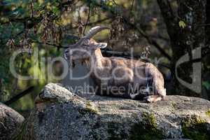 Male mountain ibex or capra ibex sitting on a rock
