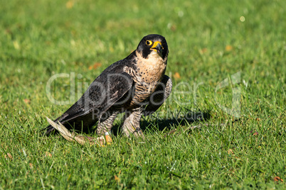 The peregrine falcon, Falco peregrinus. The fastest animals in the world.