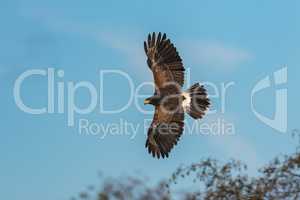 Harris's hawk, Parabuteo unicinctus, bay-winged hawk or dusky hawk