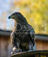 Harris's hawk, Parabuteo unicinctus, bay-winged hawk or dusky hawk