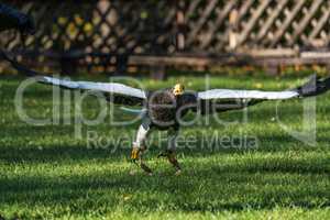 The Steller's sea eagle, Haliaeetus pelagicus s a large bird of prey