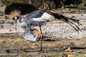 Black Crowned Crane, Balearica pavonina in the zoo