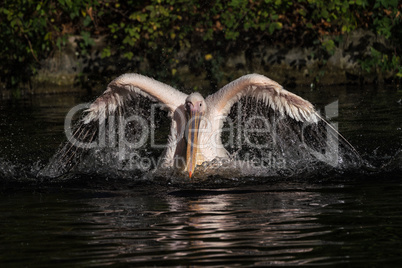 Great White Pelican, Pelecanus onocrotalus in the zoo