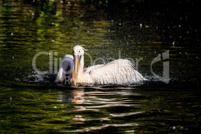 Great White Pelican, Pelecanus onocrotalus in the zoo